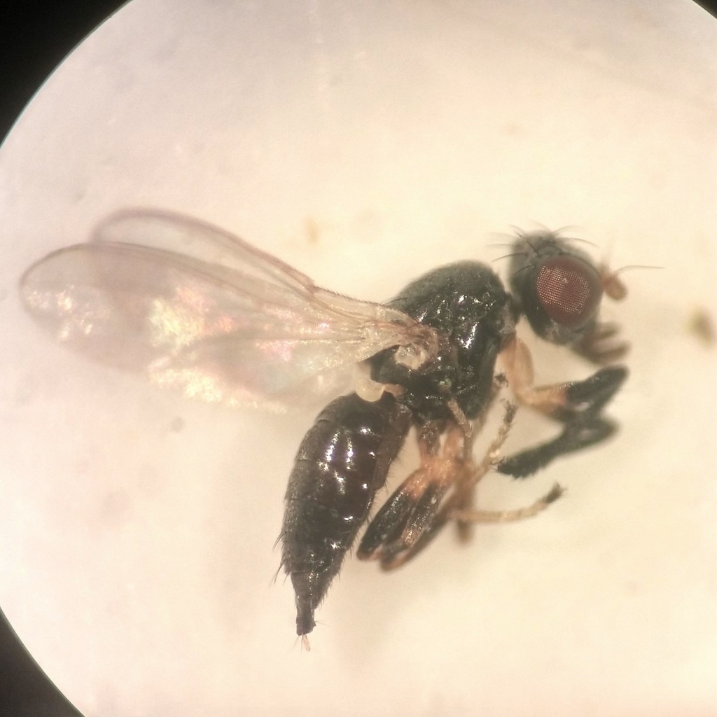 Antler Fly