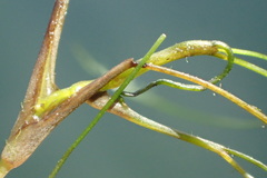 Ruppia maritima