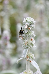 Bombus insularis