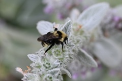 Bombus insularis