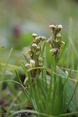 Chamorchis alpina