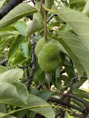 Artocarpus hypargyreus