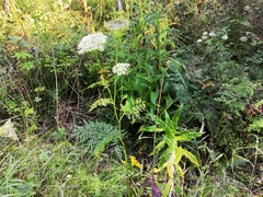 Seseli condensatum