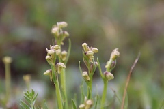 Chamorchis alpina