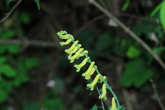 Corydalis pallida