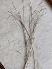 Schizachyrium tenerum