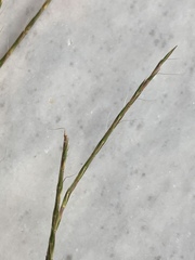 Schizachyrium tenerum