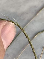 Schizachyrium tenerum