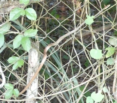 Chironius flavolineatus