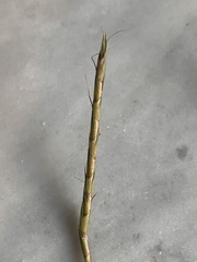 Schizachyrium tenerum