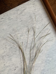 Schizachyrium tenerum