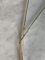 Schizachyrium tenerum