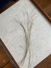 Schizachyrium tenerum