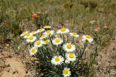 Erigeron nematophyllus