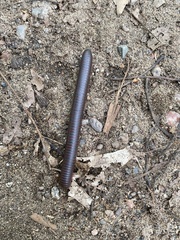 Narceus americanus