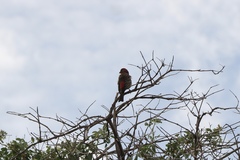 Haemorhous mexicanus