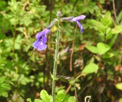 Salvia zamoranensis