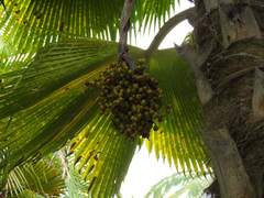 Pritchardia pacifica