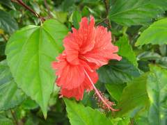 Hibiscus × archeri
