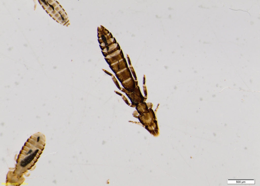 Fulicoffula lurida