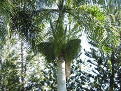 Roystonea borinquena