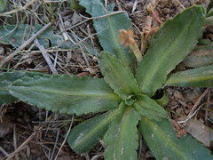 Solenogyne dominii