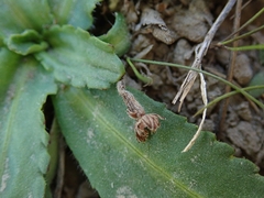 Solenogyne dominii
