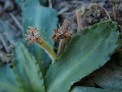 Solenogyne dominii