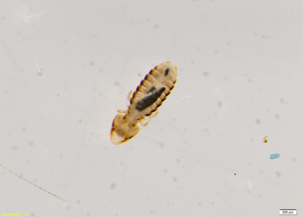 Rallicola fulicae