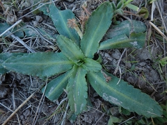 Solenogyne dominii