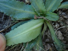 Solenogyne dominii