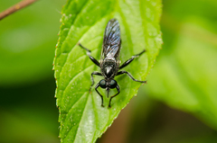 Laphria canis