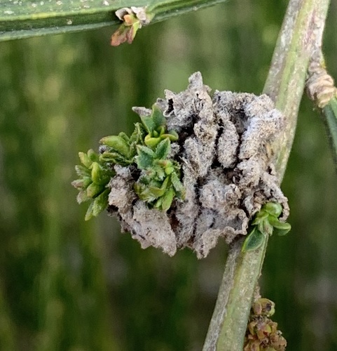 Broom Gall Mite