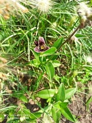 Tigridia vanhouttei
