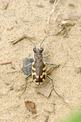 Cicindela formosa