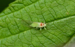 Psylla sanguinea