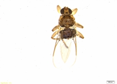 Ornithomya variegata