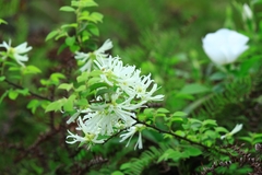 Loropetalum chinense