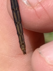 Sympetrum costiferum