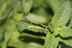 Insecta