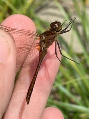 Sympetrum costiferum