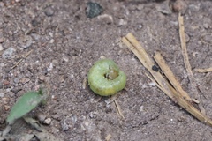 Insecta