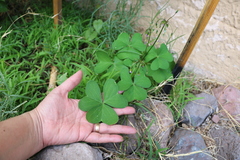Oxalis