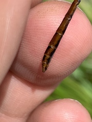 Sympetrum costiferum