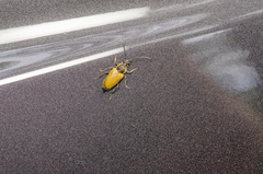 Trigonarthris proxima