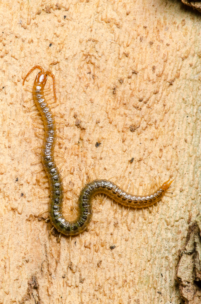 Diamondback Soil Centipede
