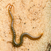 Diamondback Soil Centipede - Photo (c) Morgan Jackson, some rights reserved (CC BY), uploaded by Morgan Jackson