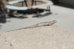 Urosaurus graciosus