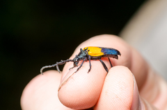 Desmocerus palliatus