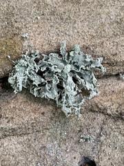 Ramalina labiosorediata
